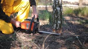 Trusted Texanna, OK Tree Care Experts